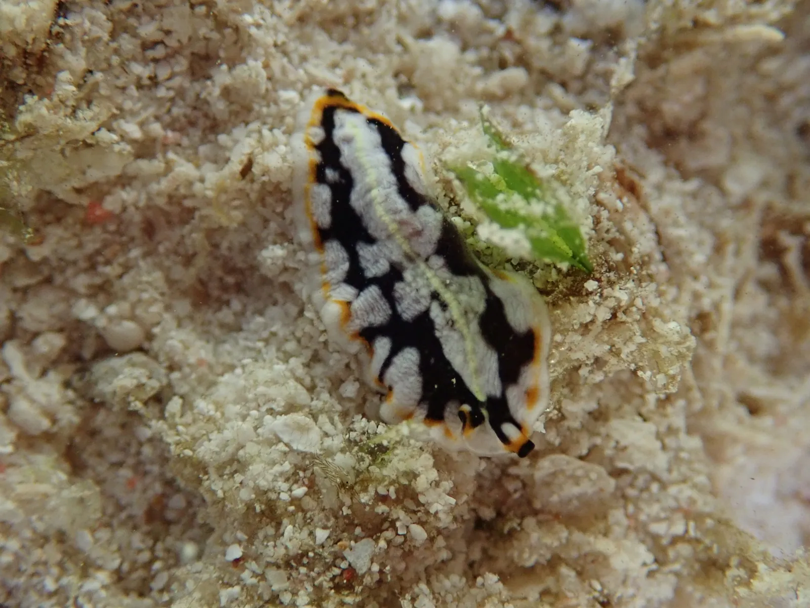 Pseudoceros bifascia